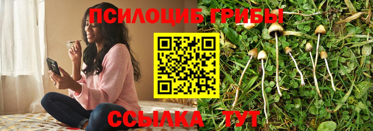 где можно купить наркотик  Галлюциногенные грибы Psilocybe  Вход с VPN  Псилоцибиновые грибы Psilocybine cubensis  Шуя 